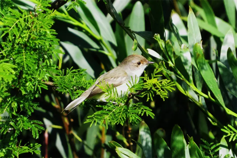 AVES